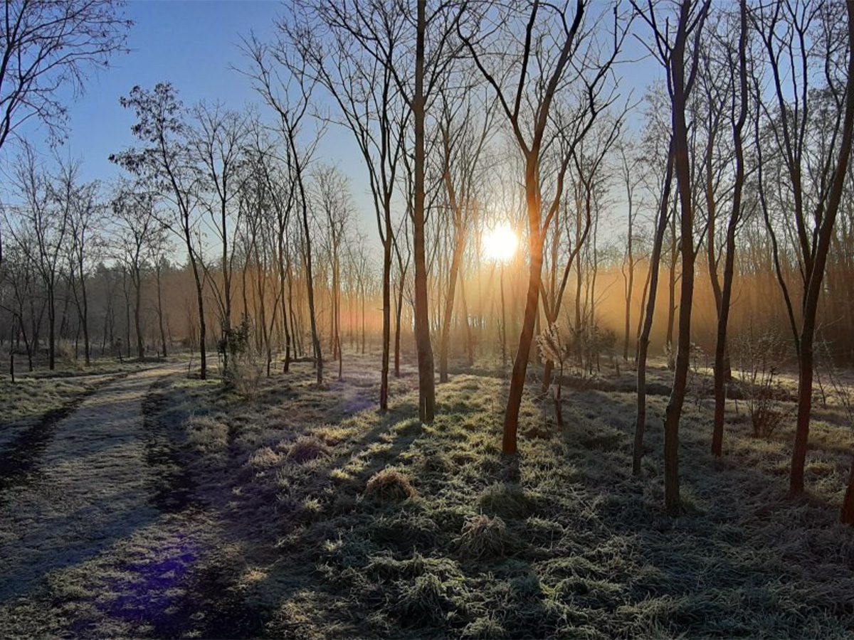 Brem-in-close-up_friesland